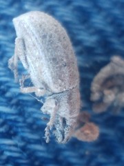 Strophomorphus porcellus