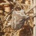 Ventocoris achivus - Photo 由 Theodore 所上傳的 (c) Theodore，保留部份權利CC BY-NC-ND