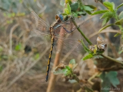 Orthetrum chrysostigma