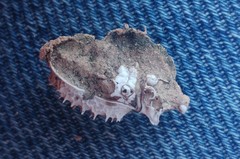 Sepidium tricuspidatum