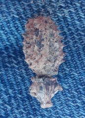 Sepidium tricuspidatum