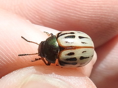 Leptinotarsa lineolata