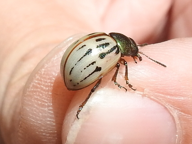 Burrobrush Leaf Beetle