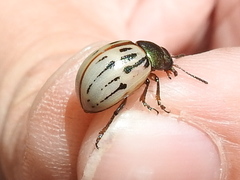 Leptinotarsa lineolata