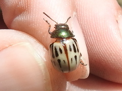 Leptinotarsa lineolata