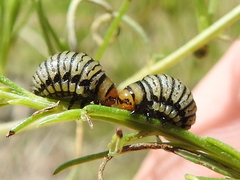 Leptinotarsa lineolata