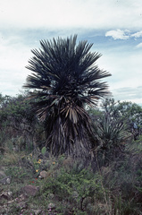 Trithrinax campestris