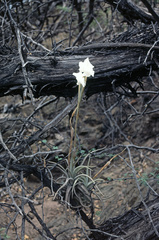 Tillandsia xiphioides