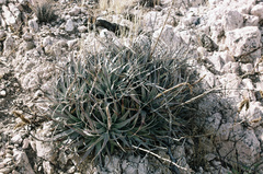Deuterocohnia