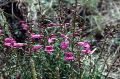 Agalinis fiebrigii