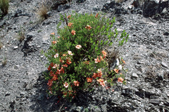 Balbisia miniata