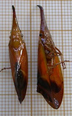 Odontoptera carrenoi