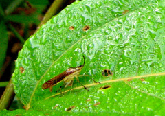 Raphirhinus phosphoreus