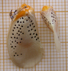Poekilloptera phalaenoides