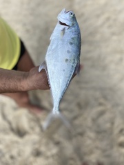 Scomberoides commersonnianus
