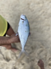 Scomberoides commersonnianus