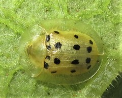 Cassida guttipennis
