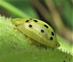 Cassida guttipennis
