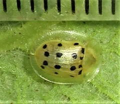 Cassida guttipennis
