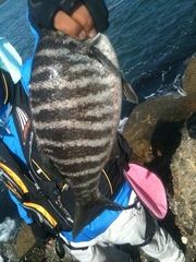 Kyphosus azureus