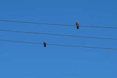 Columba livia domestica