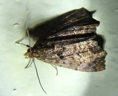 Lepidoptera