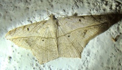 Lepidoptera