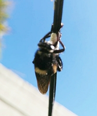 Mallophora ruficauda