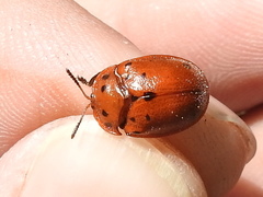 Chelymorpha phytophagica