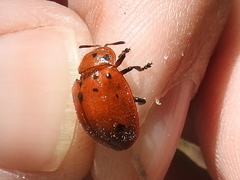 Chelymorpha phytophagica