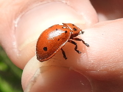 Chelymorpha phytophagica