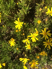 Euryops pectinatus