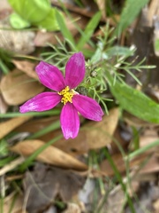 Sabatia stellaris