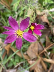 Sabatia stellaris