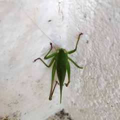 Orthoptera