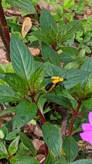 Chauliognathus heros