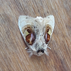 Arrhenophanes perspicilla