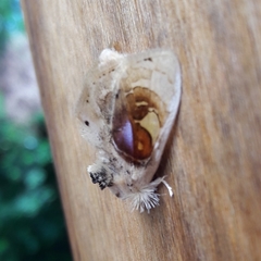 Arrhenophanes perspicilla