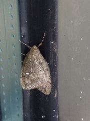 Paleacrita merriccata