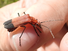 Chauliognathus lecontei