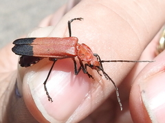 Chauliognathus lecontei