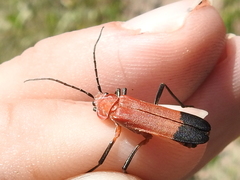 Chauliognathus lecontei