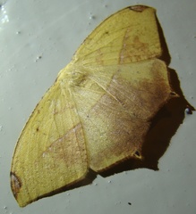 Geometridae