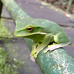 Gastrotheca albolineata