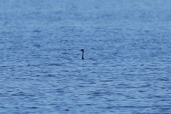 Aechmophorus clarkii