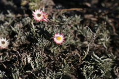 Achyranthemum affine
