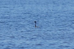 Aechmophorus clarkii