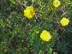 Trollius sibiricus