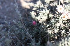 Achyranthemum affine