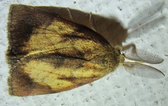 Lepidoptera
